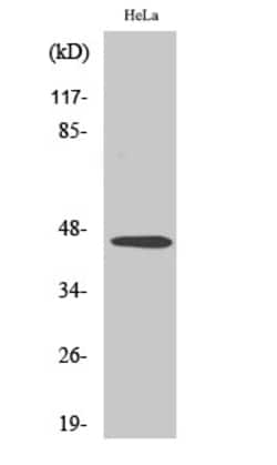 Invitrogen INHBB Polyclonal Antibody 100 &mu;L; Unconjugated:Antibodies,