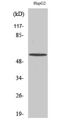 Invitrogen BAIAP2L1 Polyclonal Antibody 100 &mu;L; Unconjugated:Antibodies,