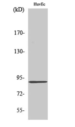 Invitrogen SLC4A1AP Polyclonal Antibody 100 &mu;L; Unconjugated:Antibodies,