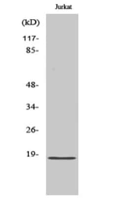 Invitrogen PPP1R14C Polyclonal Antibody 100 &mu;L; Unconjugated:Antibodies,
