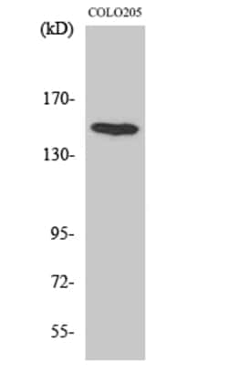 Invitrogen MINK1 Polyclonal Antibody 100 &mu;L | Buy Online | Invitrogen&trade; | Fisher Scientific