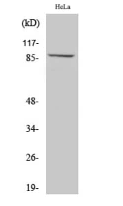 Invitrogen ZAK Polyclonal Antibody 100 &mu;L; Unconjugated:Antibodies,