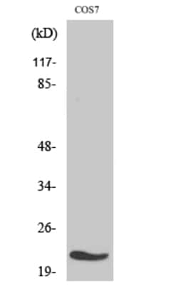 Invitrogen MRPL11 Polyclonal Antibody 100 &mu;L; Unconjugated:Antibodies,