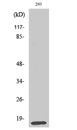 Invitrogen MRPL14 Polyclonal Antibody 100 &mu;L; Unconjugated:Antibodies,