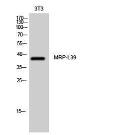 Invitrogen MRPL39 Polyclonal Antibody 100 &mu;L | Buy Online | Invitrogen&trade; | Fisher Scientific