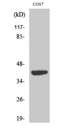 Invitrogen MRPS22 Polyclonal Antibody 100 &mu;L; Unconjugated:Antibodies,