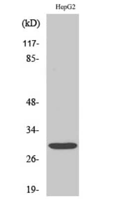 Invitrogen MYF6 Polyclonal Antibody 100 &mu;L; Unconjugated:Antibodies,