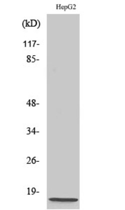 Invitrogen NDUFA4 Polyclonal Antibody 100 &mu;L; Unconjugated:Antibodies,