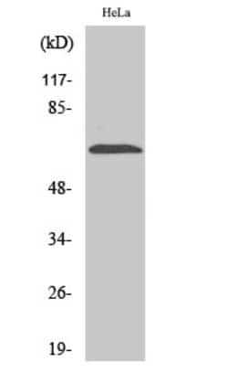Invitrogen NEIL3 Polyclonal Antibody 100 &mu;L; Unconjugated:Antibodies,