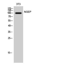 Invitrogen ANO7 Polyclonal Antibody 100 &mu;L; Unconjugated:Antibodies,