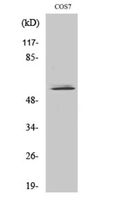 Invitrogen NIPA Polyclonal Antibody 100 &mu;L | Buy Online | Invitrogen&trade; | Fisher Scientific