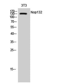 Invitrogen NOL8 Polyclonal Antibody 100 &mu;L; Unconjugated:Antibodies,