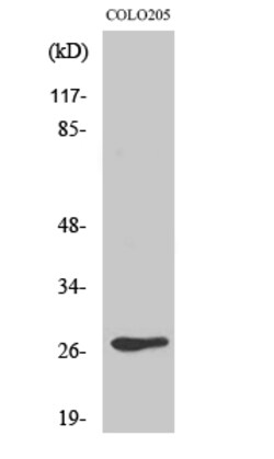 Invitrogen OR5D3 Polyclonal Antibody 100 &mu;L; Unconjugated:Antibodies,
