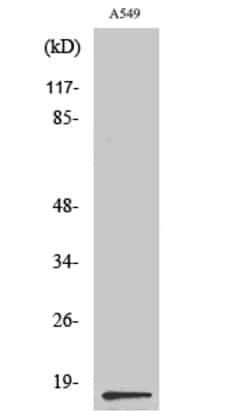 Invitrogen PTGES Polyclonal Antibody 100 &mu;L; Unconjugated:Antibodies,