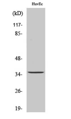 Invitrogen TMBIM1 Polyclonal Antibody 100 &mu;L; Unconjugated:Antibodies,