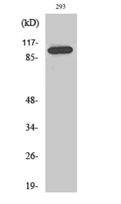 Invitrogen CDCA2 Polyclonal Antibody 100 &mu;L | Buy Online | Invitrogen&trade; | Fisher Scientific
