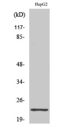 Invitrogen RPS9 Polyclonal Antibody 100 &mu;L; Unconjugated:Anticuerpos
