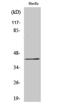 Invitrogen RRS1 Polyclonal Antibody 100 &mu;L | Buy Online | Invitrogen&trade; | Fisher Scientific