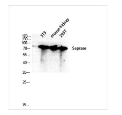 Invitrogen FAP Polyclonal Antibody 100 &mu;L; Unconjugated:Anticuerpos
