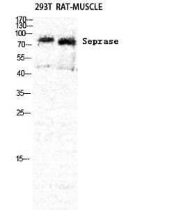 Invitrogen FAP Polyclonal Antibody 100 &mu;L; Unconjugated:Anticuerpos