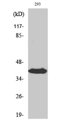 Invitrogen Septin 3 Polyclonal Antibody 100 &mu;L | Buy Online | Invitrogen&trade; | Fisher Scientific