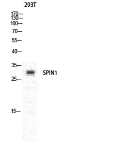 Invitrogen SPIN1 Polyclonal Antibody 100 &mu;L; Unconjugated:Antibodies,