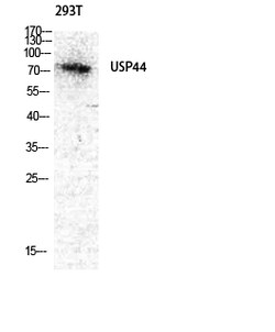 Invitrogen USP44 Polyclonal Antibody 100 &mu;L | Buy Online | Invitrogen&trade; | Fisher Scientific