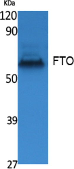 Invitrogen FTO Polyclonal Antibody 100 &mu;L; Unconjugated:Antistoffer