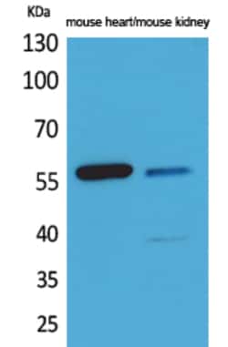 Invitrogen Angiopoietin 2/3 Polyclonal Antibody 100 &mu;L; Unconjugated:Antibodies,
