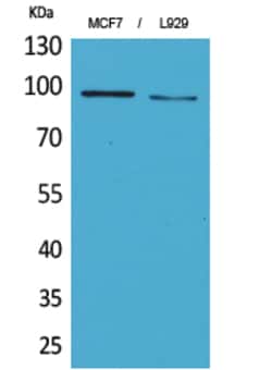 Invitrogen CD100 Polyclonal Antibody 100 &mu;L | Buy Online | Invitrogen&trade; | Fisher Scientific