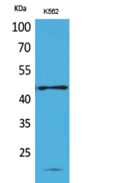 Invitrogen RHAG Polyclonal Antibody 100 &mu;L; Unconjugated:Antibodies,