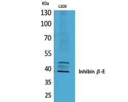 Invitrogen INHBE Polyclonal Antibody 100 &mu;L; Unconjugated:Antibodies,