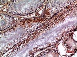 Invitrogen NTE Polyclonal Antibody 100 &mu;L; Unconjugated:Antibodies,