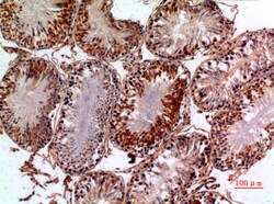 Invitrogen NTE Polyclonal Antibody 100 &mu;L; Unconjugated:Antibodies,