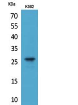 Invitrogen FGF8 Polyclonal Antibody 100 &mu;L; Unconjugated:Anticuerpos
