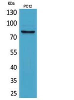 Invitrogen BCAM Polyclonal Antibody 100 &mu;L; Unconjugated:Antibodies,