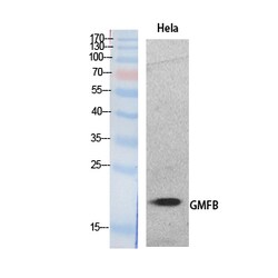 Invitrogen GMFB Polyclonal Antibody 100 &mu;L; Unconjugated:Antikörper