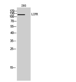 Invitrogen LIFR Polyclonal Antibody 100 &mu;L; Unconjugated:Antibodies,
