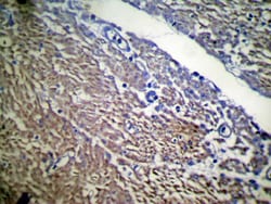 Invitrogen UBL4B Polyclonal Antibody 100 &mu;L; Unconjugated:Antibodies,