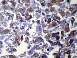 Invitrogen VAMP5 Polyclonal Antibody 100 &mu;L; Unconjugated:Antibodies,
