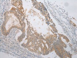 Invitrogen VSIG8 Polyclonal Antibody 100 &mu;L; Unconjugated:Antibodies,