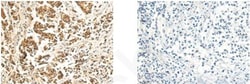 Invitrogen VSIG8 Polyclonal Antibody 100 &mu;L; Unconjugated:Antibodies,