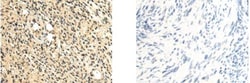 Invitrogen VSIG8 Polyclonal Antibody 100 &mu;L; Unconjugated:Antibodies,