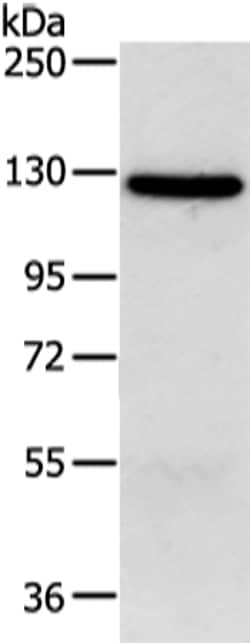 Invitrogen MORC2 Polyclonal Antibody 100 &mu;L | Buy Online | Invitrogen&trade; | Fisher Scientific