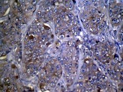 Invitrogen ZFP2 Polyclonal Antibody 100 &mu;L; Unconjugated:Antibodies,