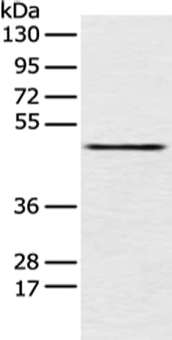 Invitrogen PCID2 Polyclonal Antibody 100 &mu;L; Unconjugated:Antibodies,