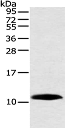 Invitrogen HMGN3 Polyclonal Antibody 100 &mu;L; Unconjugated:Antibodies,