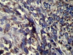 Invitrogen FMO5 Polyclonal Antibody 100 &mu;L; Unconjugated:Anticuerpos