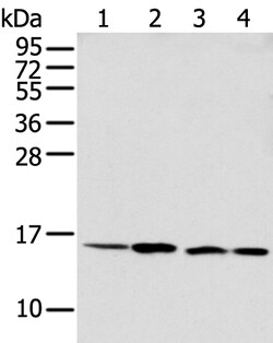 Invitrogen MMGT1 Polyclonal Antibody 100 &mu;L | Buy Online | Invitrogen&trade; | Fisher Scientific