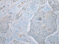 Invitrogen UBXN2B Polyclonal Antibody 100 &mu;L; Unconjugated:Antibodies,